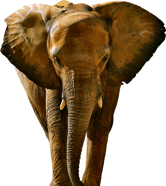 Elephant03_02